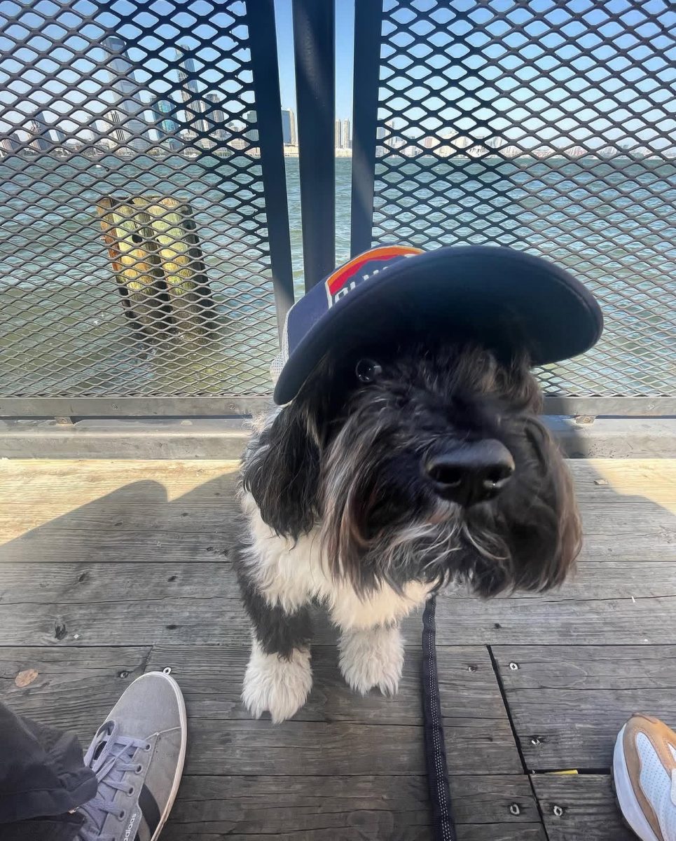 From an adventurous dog to a water-loving cat, here are the pets that belong to the faculty we see every day.